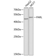 Western blot analysis of extracts of various cell lines using PARL Antibody (1/1000 dilution).