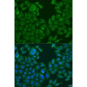 Immunofluorescence analysis of U2OS cells using NLRP2 Antibody (1/100 dilution). Blue: DAPI for nuclear staining.