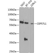 Western blot analysis of extracts of various cell lines using CEP57L1 Antibody (1/1000 dilution).