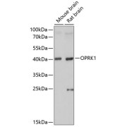 abx005794