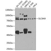 Western blot analysis of extracts of various cell lines using SLC9A9 Antibody (1/1000 dilution).