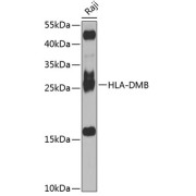 Western blot analysis of extracts of Raji cells using HLA-DMB Antibody (1/1000 dilution).