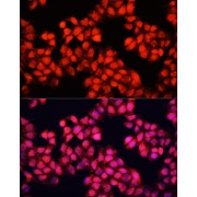 Immunofluorescence analysis of HeLa cells using ALAD Antibody (1/100 dilution). Blue: DAPI for nuclear staining.