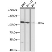 Western blot analysis of extracts of various cell lines using HIRA Antibody (1/1000 dilution).