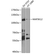 Western blot analysis of extracts of various cell lines using MAP3K12 Antibody (1/1000 dilution).