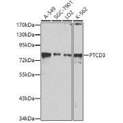 Western blot analysis of extracts of various cell lines using PTCD3 Antibody (1/1000 dilution).