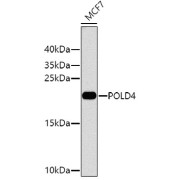 Western blot analysis of extracts of MCF-7 cells using POLD4 Antibody (1/1000 dilution).