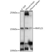 Western blot analysis of extracts of various cell lines using RNF123 Antibody (1/1000 dilution).