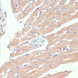 Protein Wnt-5b (WNT5B) Antibody