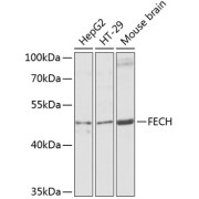 Western blot analysis of extracts of various cell lines using FECH Antibody (1/1000 dilution).