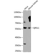 Western blot analysis of extracts of various cell lines using QRSL1 Antibody (1/1000 dilution).