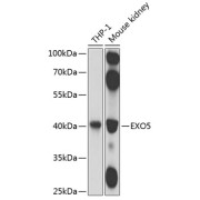 Western blot analysis of extracts of various cell lines using EXO5 Antibody (1/1000 dilution).
