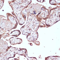 Yes-Associated Protein 1 (YAP1) Antibody