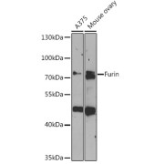 Western blot analysis of extracts of various cell lines using Furin Antibody (1/1000 dilution).