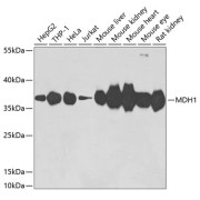 Western blot analysis of extracts of various cell lines using MDH1 Antibody (1/3000 dilution).