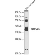 Western blot analysis of extracts of mouse brain using NT5C3A Antibody (1/1000 dilution).