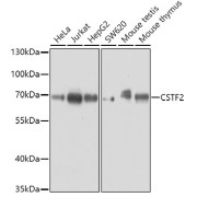 Western blot analysis of extracts of various cell lines using CSTF2 Antibody (1/3000 dilution).