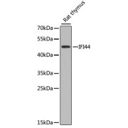 Western blot analysis of extracts of Rat thymus using IFI44 Antibody (1/1000 dilution).