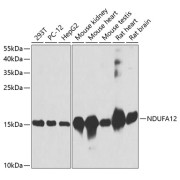 Western blot analysis of extracts of various cell lines using NDUFA12 Antibody (1/3000 dilution).