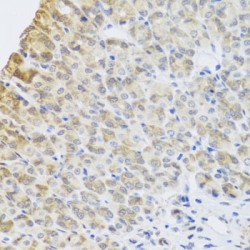 Period Circadian Protein Homolog 1 (PER1) Antibody