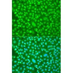 Period Circadian Protein Homolog 1 (PER1) Antibody