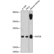 Western blot analysis of extracts of various cell lines using RAP1B Antibody (1/3000 dilution).