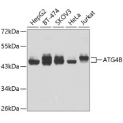 Western blot analysis of extracts of various cell lines using ATG4B Antibody (1/1000 dilution).