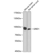 Western blot analysis of extracts of various cell lines using GRID1 Antibody (1/1000 dilution).