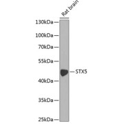 Western blot analysis of extracts of Rat brain using STX5 Antibody (1/1000 dilution).