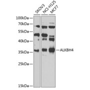 abx006246