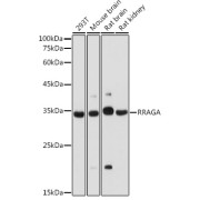 Western blot analysis of extracts of various cell lines using RRAGA Antibody (1/1000 dilution).