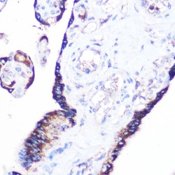 Ras Related GTP Binding A (RRAGA) Antibody