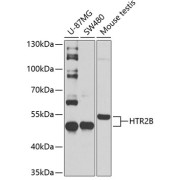 abx006284