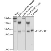 Western blot analysis of extracts of various cell lines using DUSP19 Antibody (1/1000 dilution).