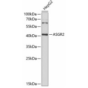 Western blot analysis of extracts of HepG2 cells using ASGR2 Antibody (1/1000 dilution).