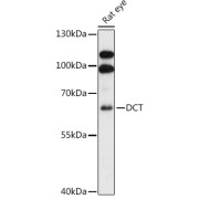 Western blot analysis of extracts of Rat eye using DCT Antibody (1/1000 dilution).
