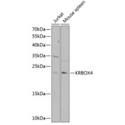 Western blot analysis of extracts of various cell lines using KRBOX4 Antibody (1/1000 dilution).