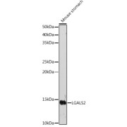 Western blot analysis of extracts of Mouse stomach using LGALS2 Antibody (1/500 dilution).