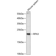 Western blot analysis of extracts of Mouse spleen using RPA3 Antibody (1/1000 dilution).