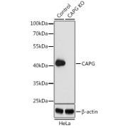 Western blot analysis of extracts from normal (control) and CAPG knockout (KO) HeLa cells using CAPG Antibody (1/1000 dilution).