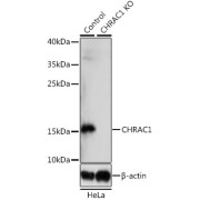 Western blot analysis of extracts from normal (control) and CHRAC1 knockout (KO) HeLa cells using CHRAC1 Antibody (1/1000 dilution).