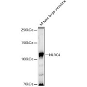 Western blot analysis of extracts of Mouse large intestine using NLRC4 Antibody (1/1000 dilution).