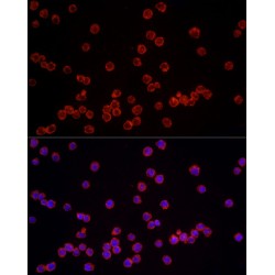NLR Family CARD Domain Containing 4 (NLRC4) Antibody