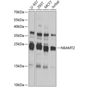 Western blot analysis of extracts of various cell lines using N6AMT2 Antibody (1/1000 dilution).