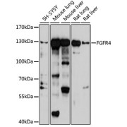 abx006493