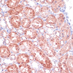 Serine Hydroxymethyltransferase, Cytosolic (SHMT1) Antibody