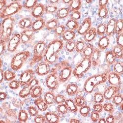 Serine Hydroxymethyltransferase, Cytosolic (SHMT1) Antibody
