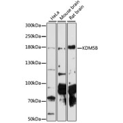 Western blot analysis of extracts of various cell lines using KDM5B Antibody (1/1000 dilution).