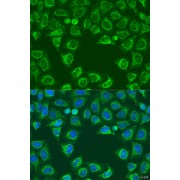 Immunofluorescence analysis of U2OS cells using ALG2 Antibody (1/100 dilution). Blue: DAPI for nuclear staining.