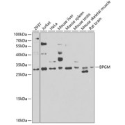 Western blot analysis of extracts of various cell lines using BPGM Antibody (1/1000 dilution).